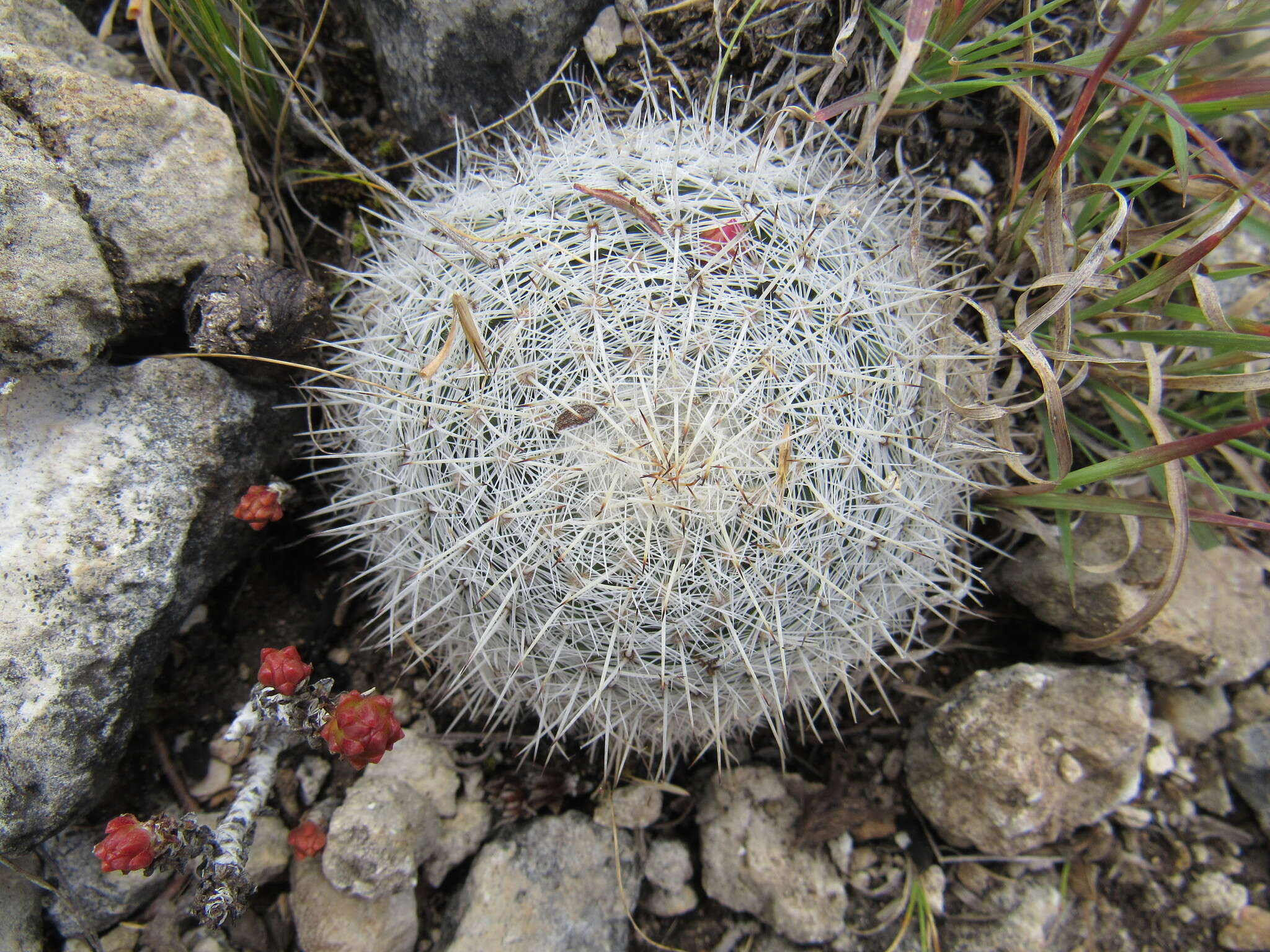 Image of Mammillaria albilanata subsp. oaxacana D. R. Hunt