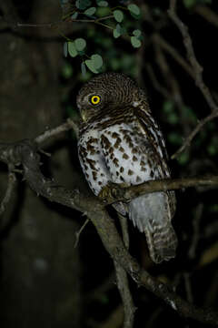 Image of African Barred Owlet