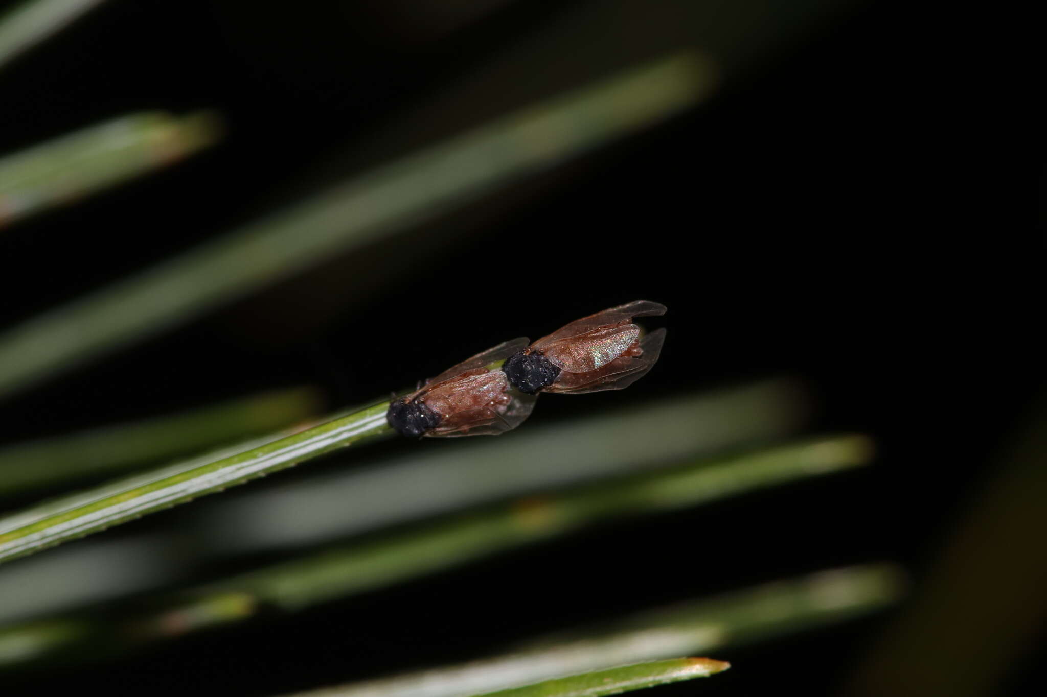 Image of Pineus (Pineodes) pinifoliae (Fitch 1858)