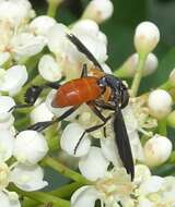 Image of Tachinid fly