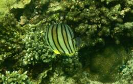 Image of Eight Banded Butterflyfish