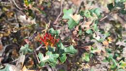 Image of Brisbane Ranges Grevillea