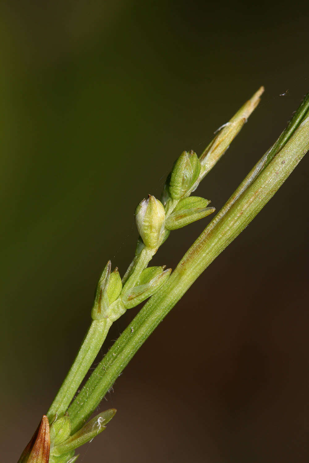 Carex siderosticta Hance resmi