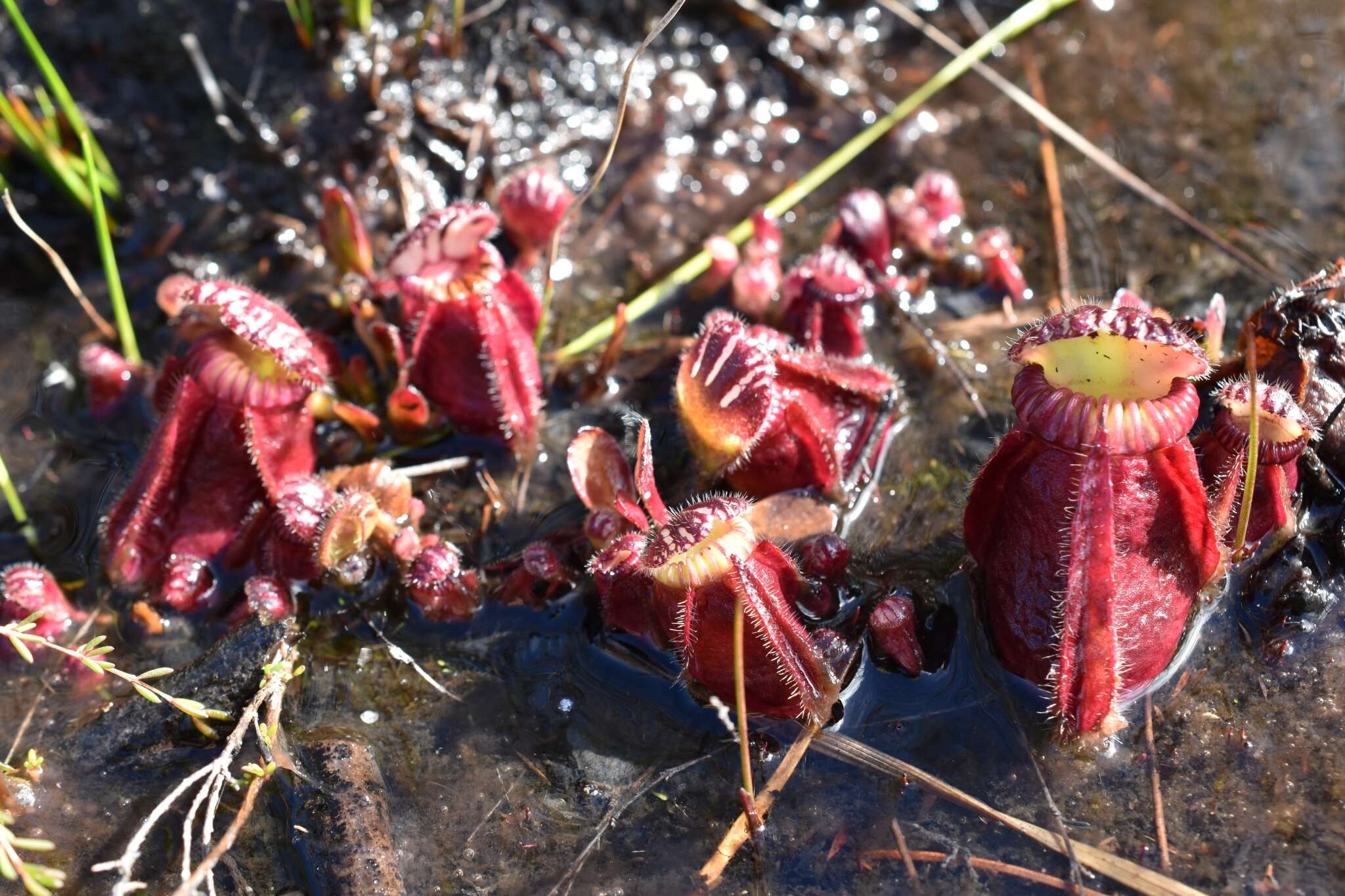 Image of Albany pitcher plant, Australian pitcher plant