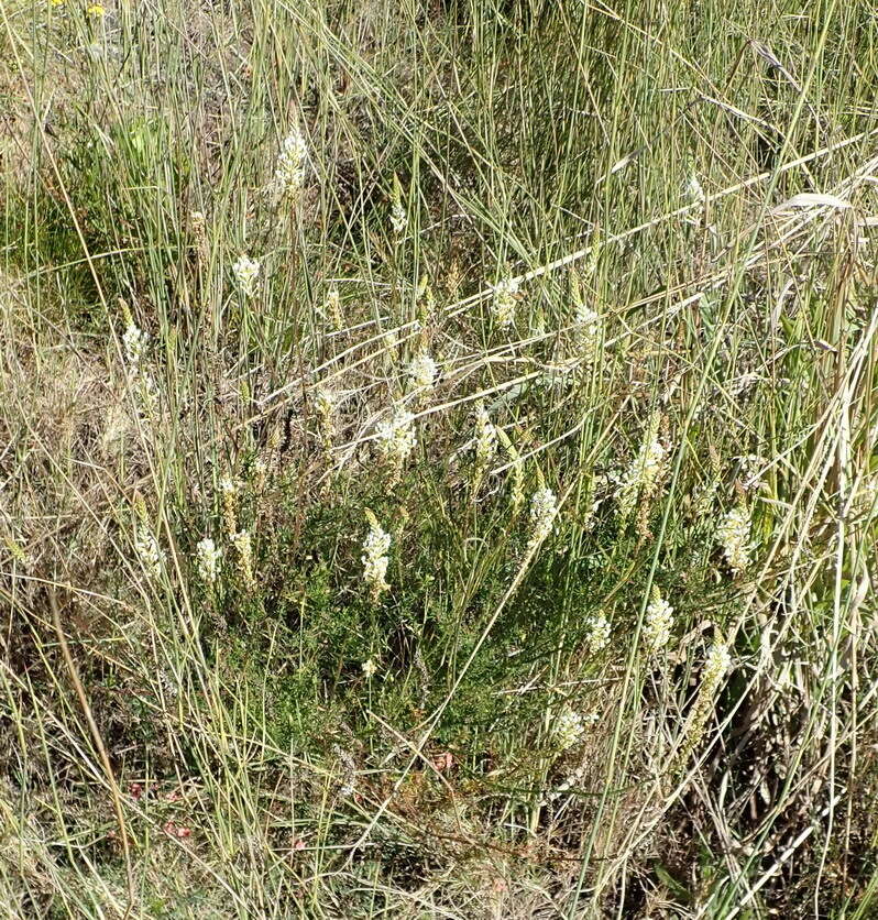 Sivun Hebenstretia integrifolia L. kuva