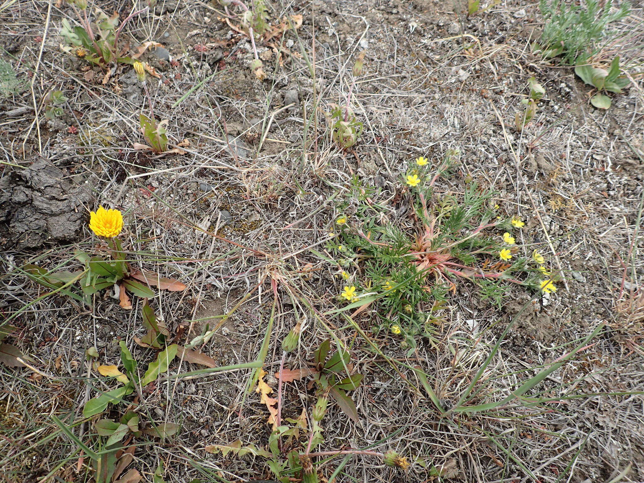 Image of Potentilla multifida L.