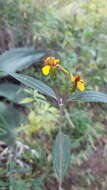 Image of Lasianthaea seemannii (A. Gray) K. M. Becker