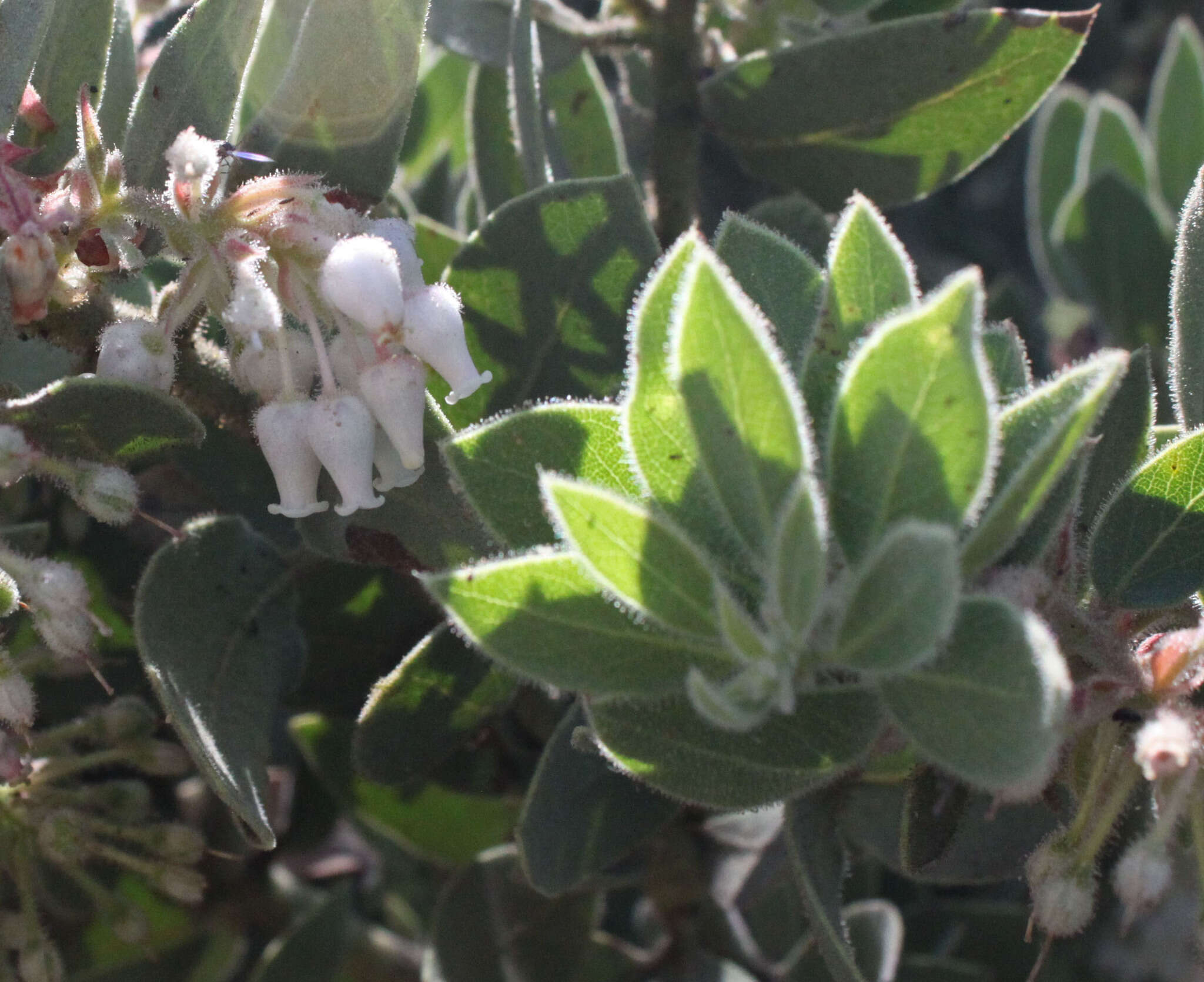 Image of pinkbracted manzanita