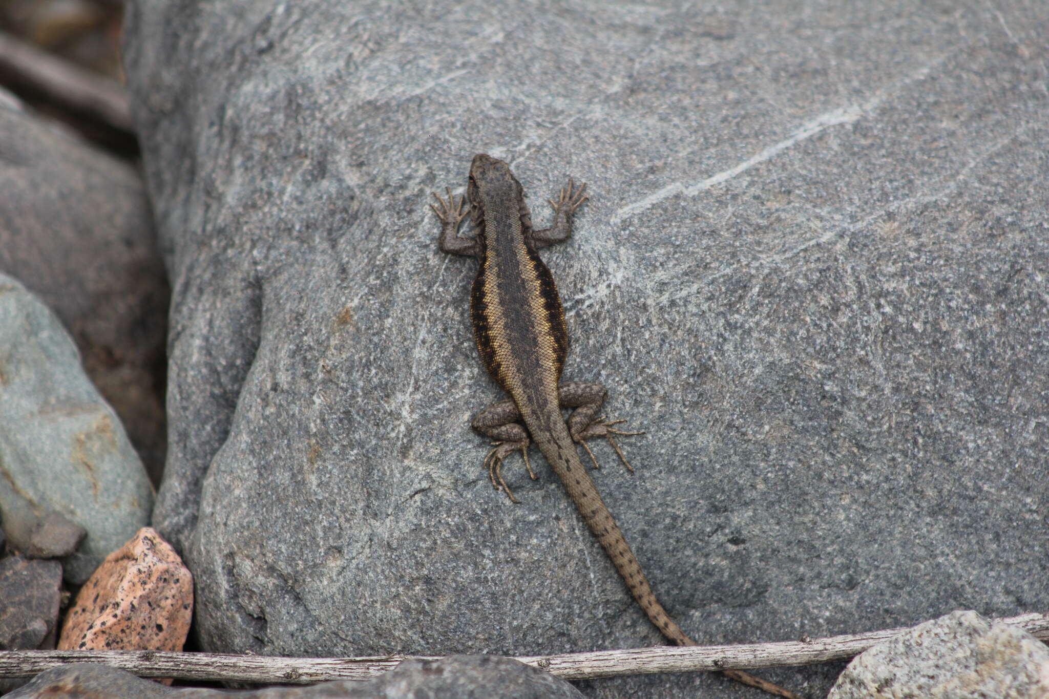 Image of Liolaemus parvus Quinteros, Abdala, Gómez & Scrocchi 2008