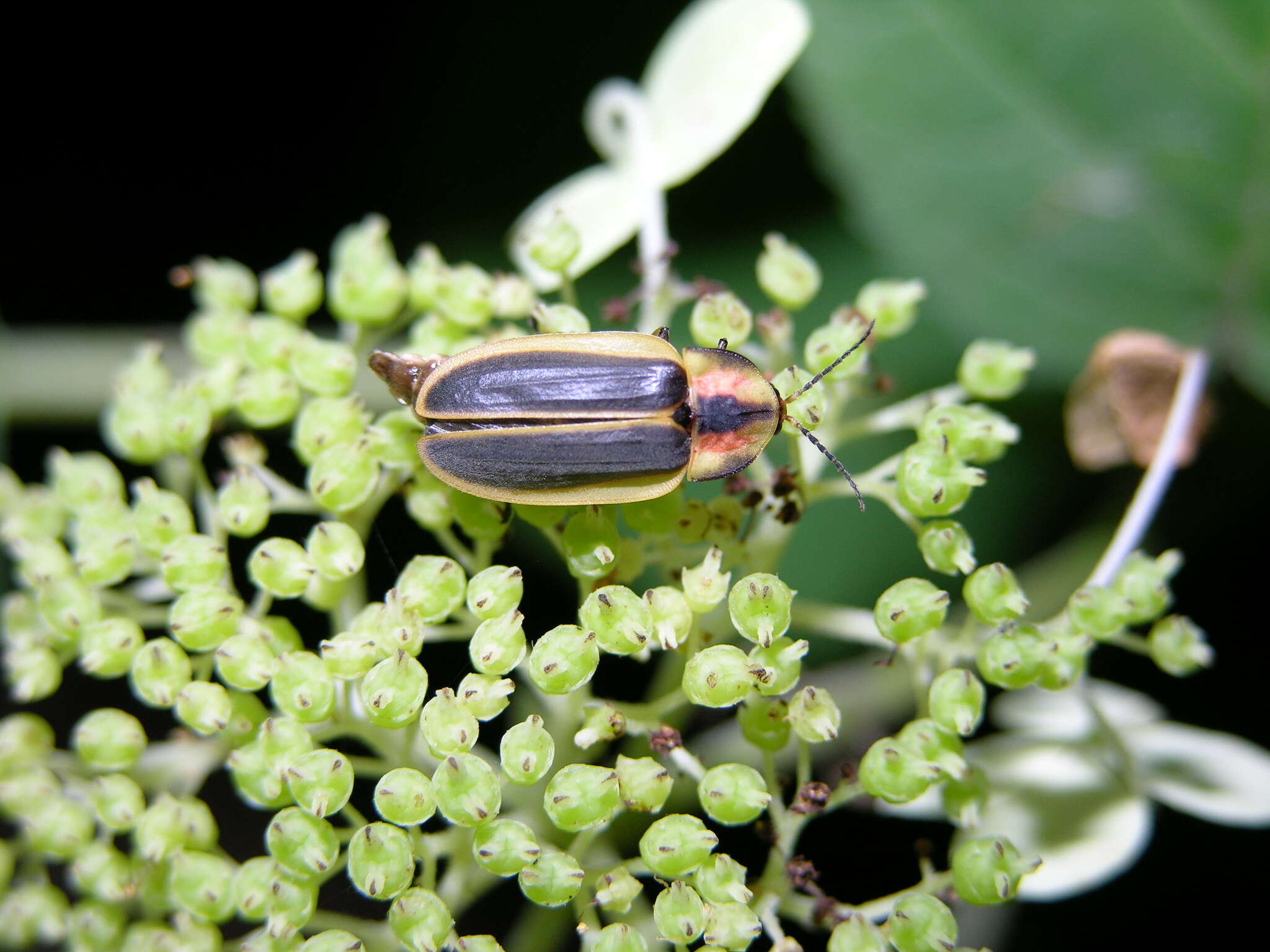 Image of Pyractomena angulata (Say 1825)