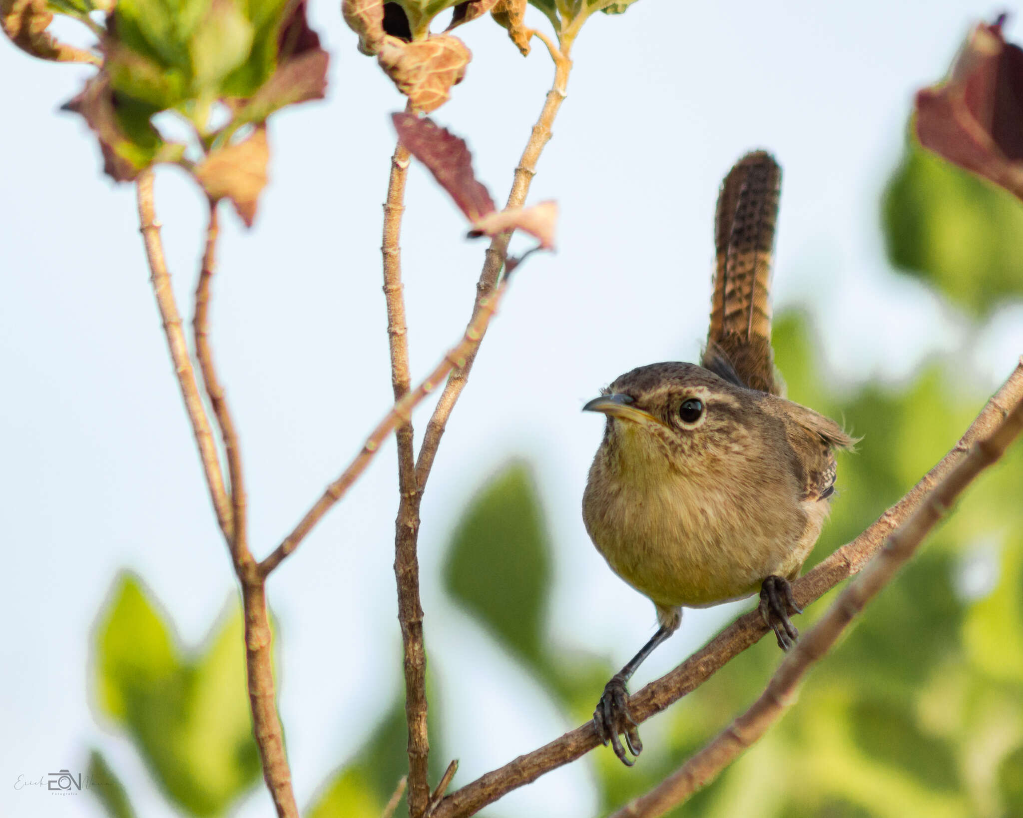 Image of Socorro Wren