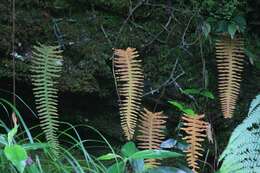 Image de Polypodiodes niponica (Mett.) Ching