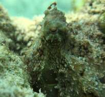 Image of Caribbean two-spot octopus