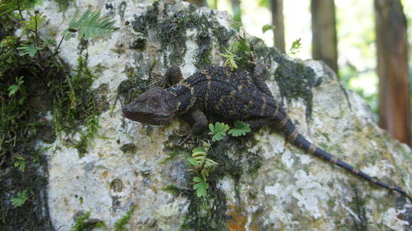 Image of American knob-scaled lizards