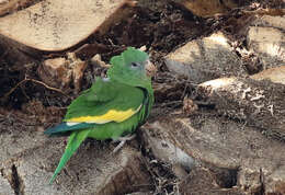 Image of Canary-winged Parakeet