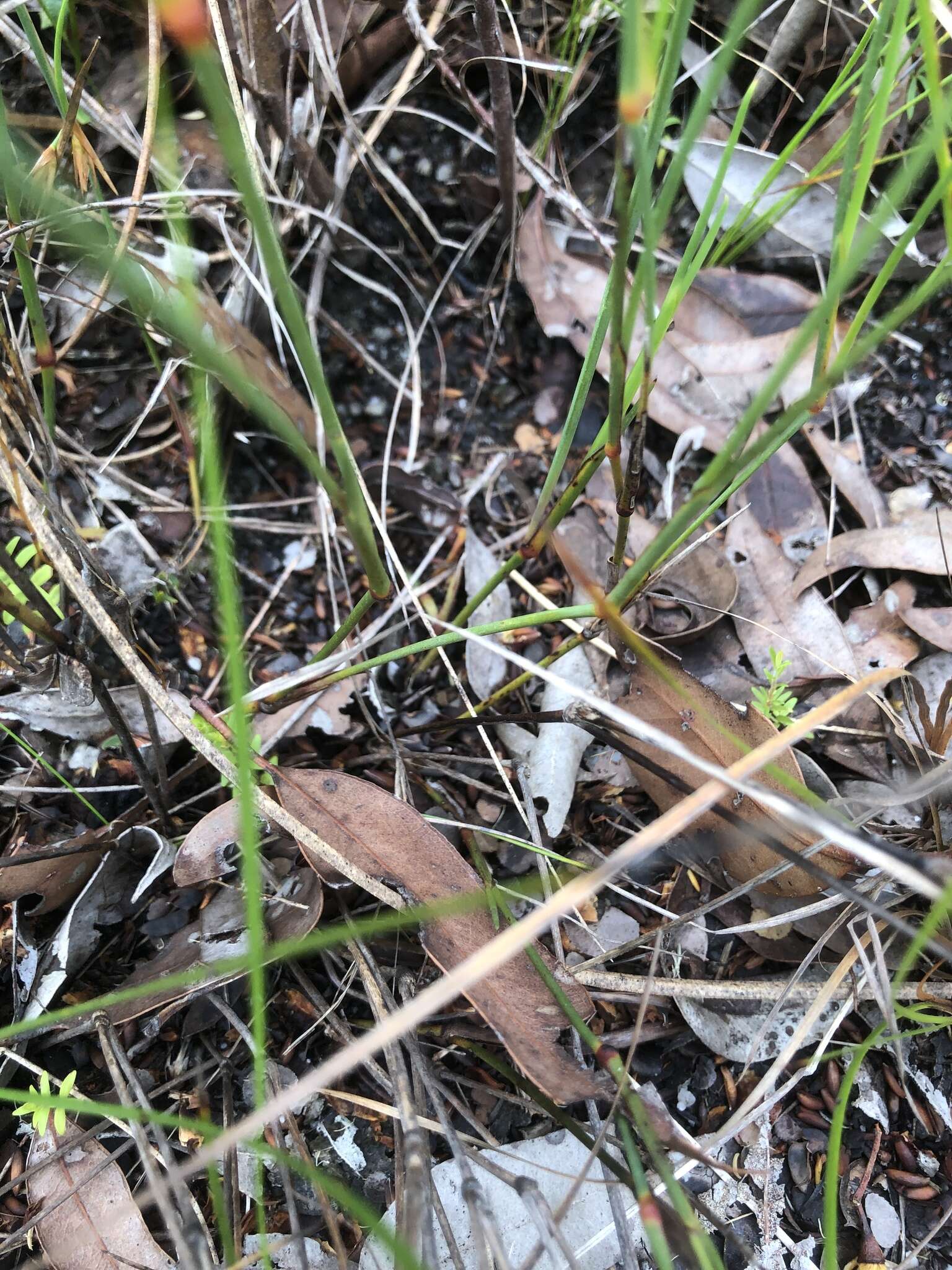 Image of Stylidium nymphaeum Wege