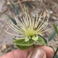 Image of Maerua juncea Pax
