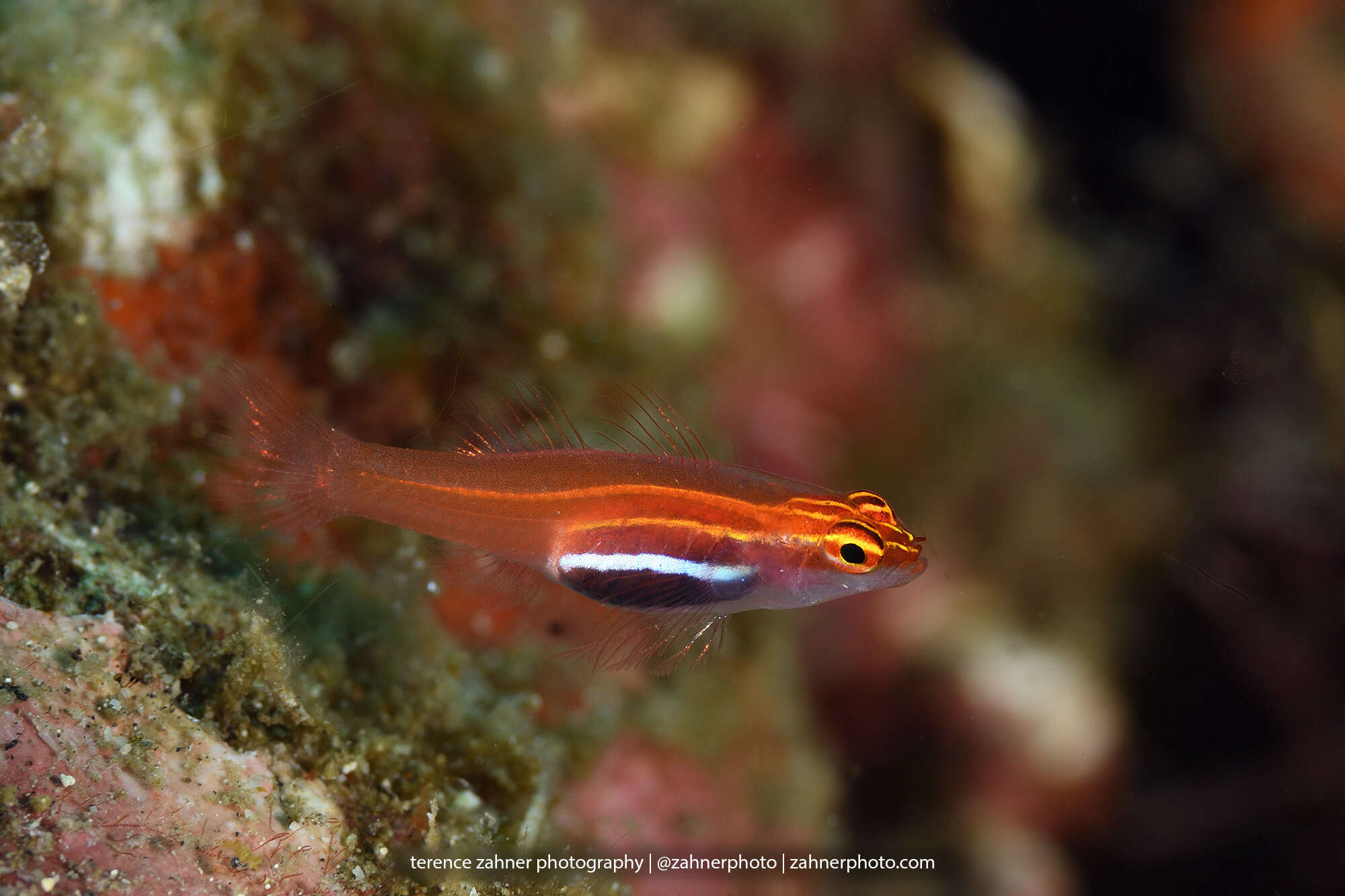 Image of Neon dwarfgoby