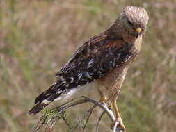 Image of Buteo lineatus extimus Bangs 1920