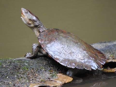 Image of Australian Saw Shelled Turtles