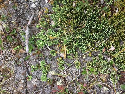 Image of Alpine Creeping-Cedar