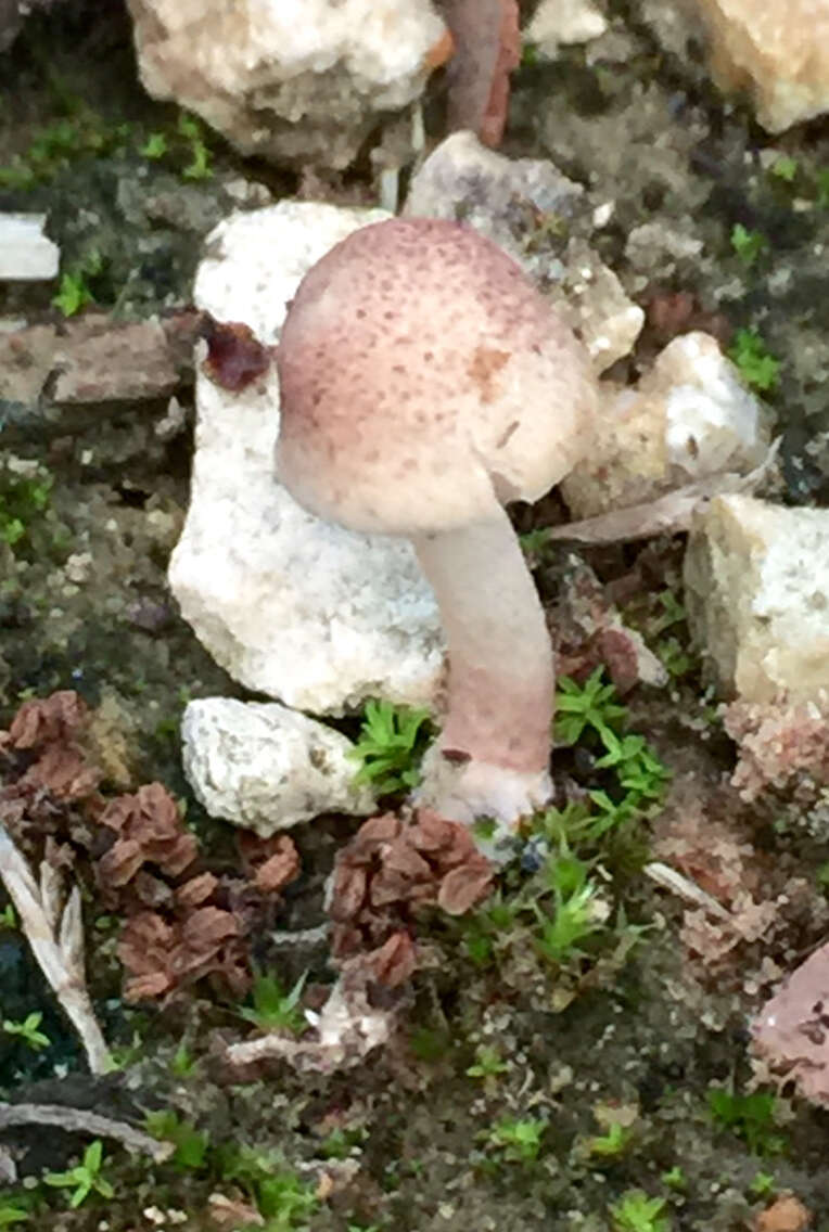 Image of Leucoagaricus americanus (Peck) Vellinga 2000