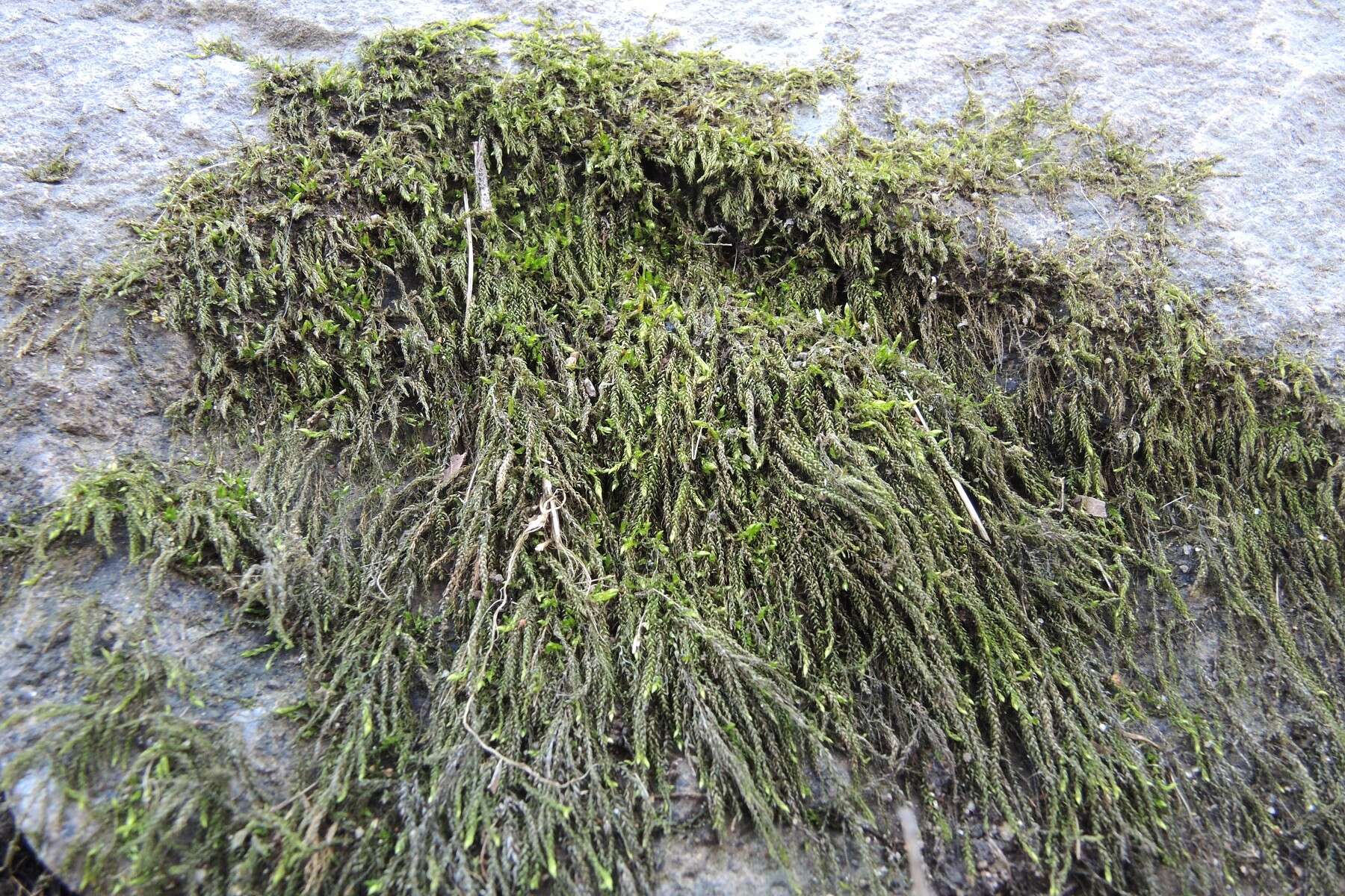 Image of brook-side feather-moss