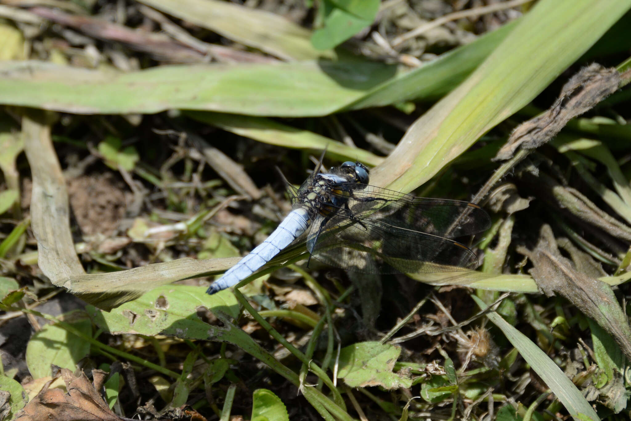 Imagem de Orthetrum japonicum (Uhler 1858)