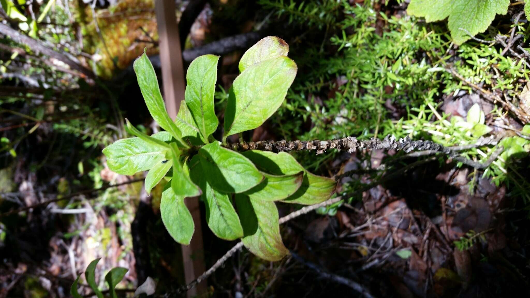 Image de Coprosma ochracea W. R. B. Oliv.