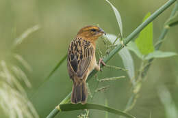 Imagem de Ploceus hypoxanthus chryseus Hume 1878