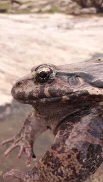 Image of Leptodactylus vastus Lutz 1930