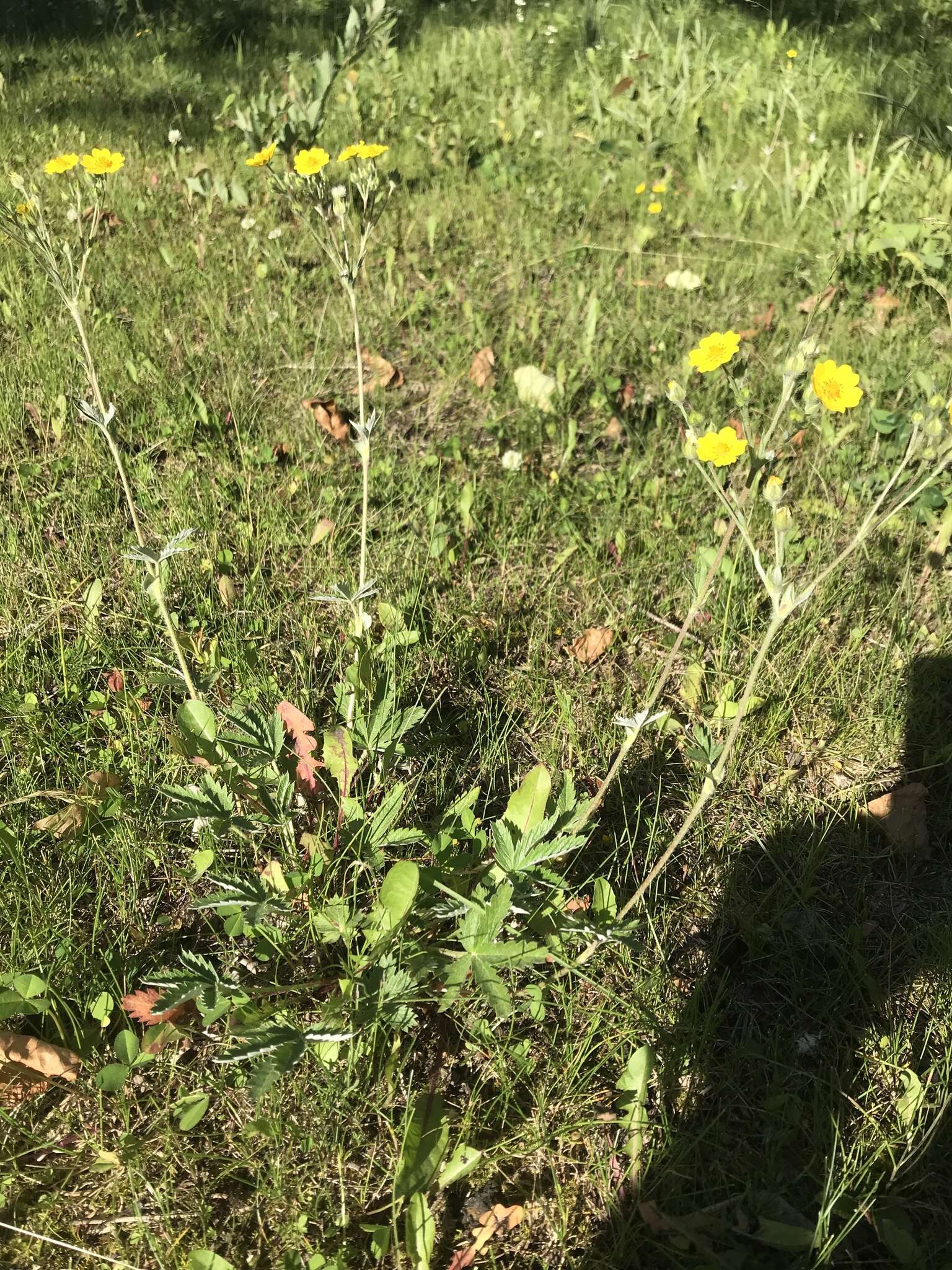 Image of Soft Cinquefoil