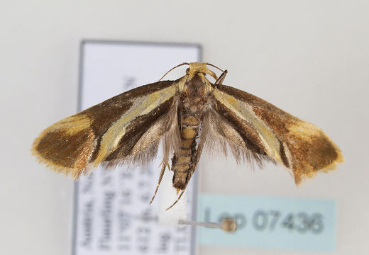 Image of <i>Harpella forficella</i> Scopoli 1763