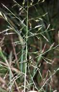 صورة Eragrostis tenuifolia (A. Rich.) Hochst. ex Steud.