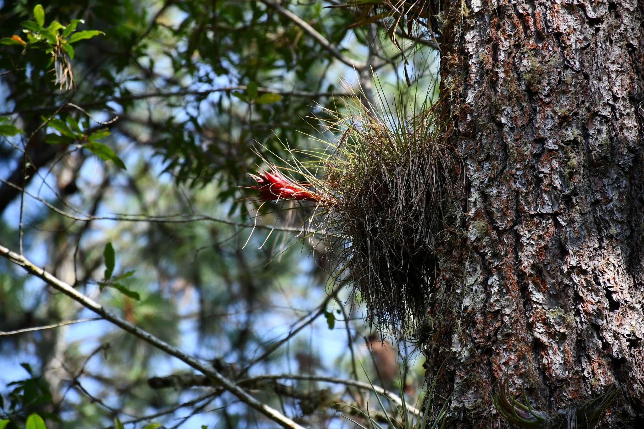 Image of Tillandsia punctulata Schltdl. & Cham.