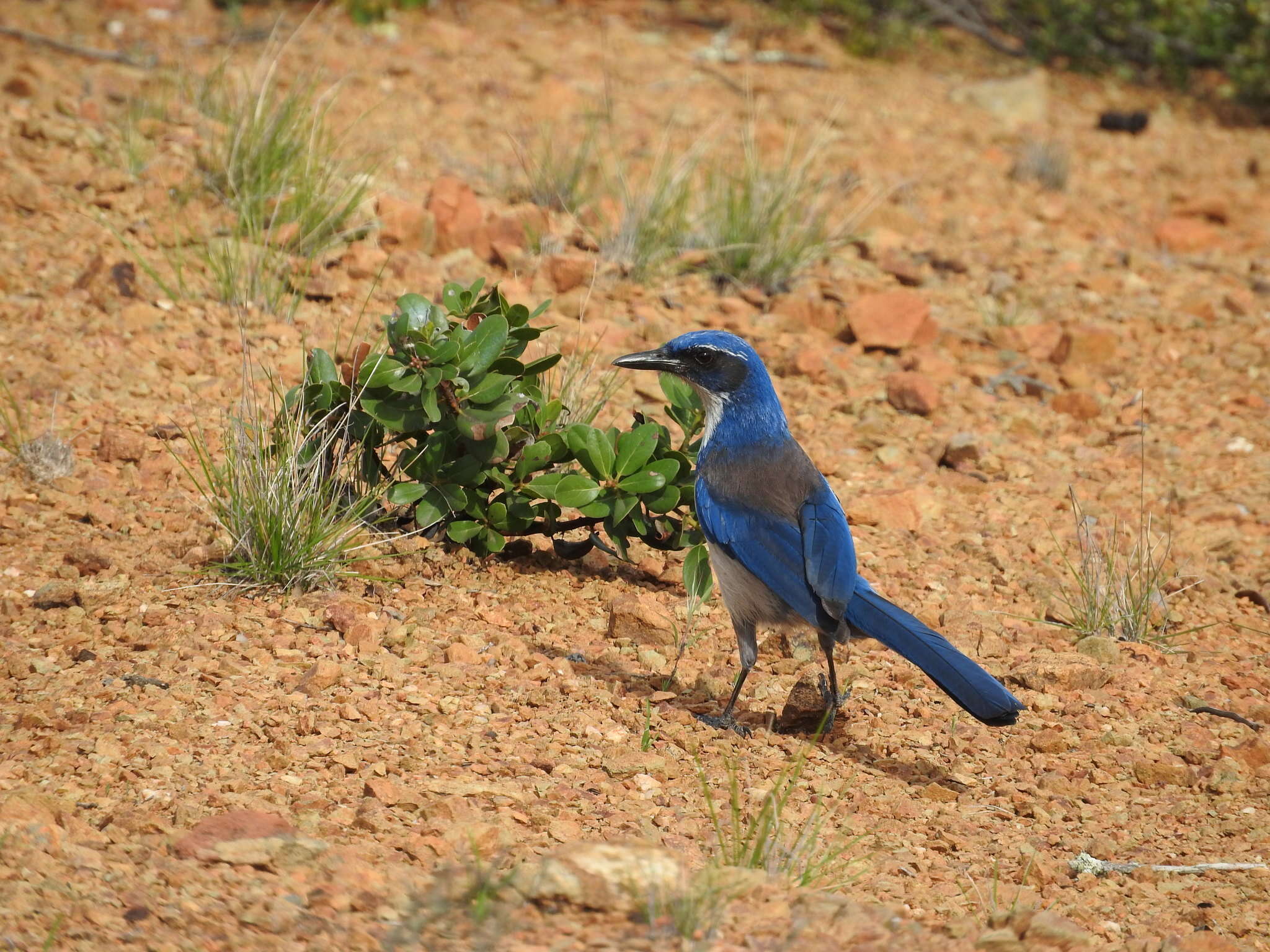 Image of Island Scrub Jay