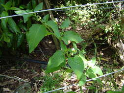 Plancia ëd Solanum nigrum L.