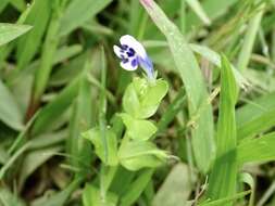 Image of Lindernia rotundifolia (L.) Alston