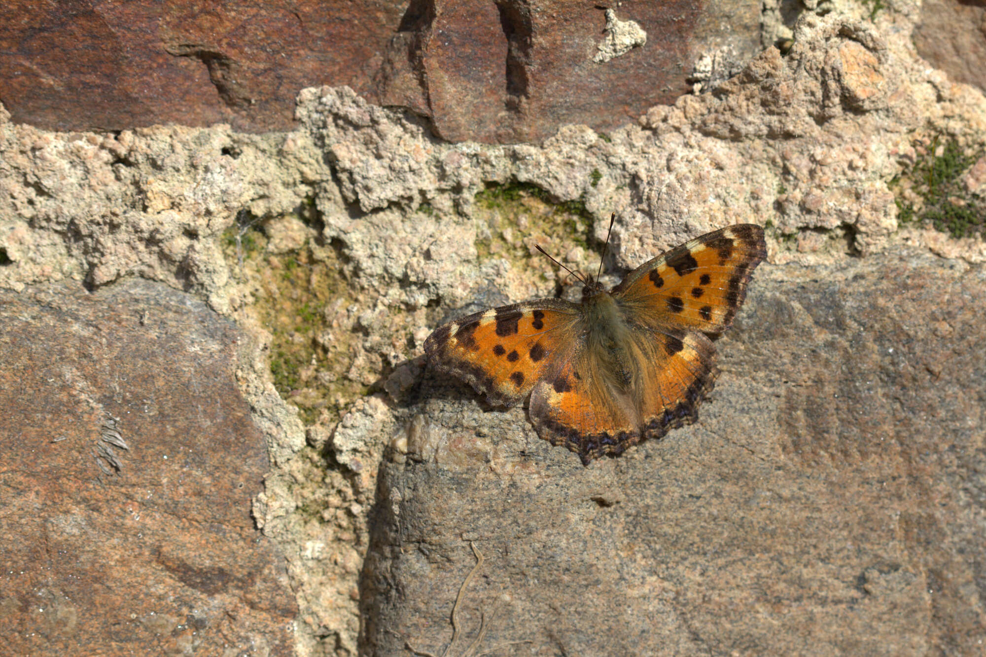 Nymphalis polychloros Linnaeus 1758 resmi