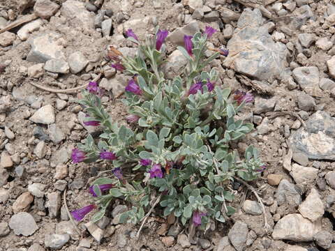 Image of Thompson's beardtongue