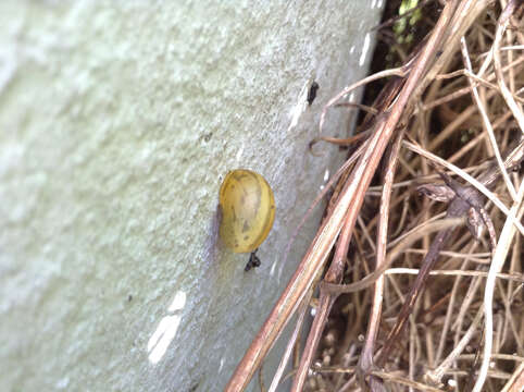 Image of White-lipped banded snail