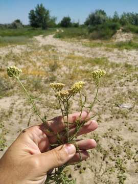 Image of Achillea submicrantha N. N. Tzvel.