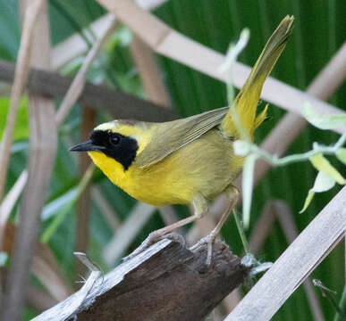 Image of Belding's Yellowthroat