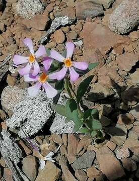 Image of Zaluzianskya violacea Schltr.