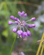 Image of Allium thunbergii G. Don