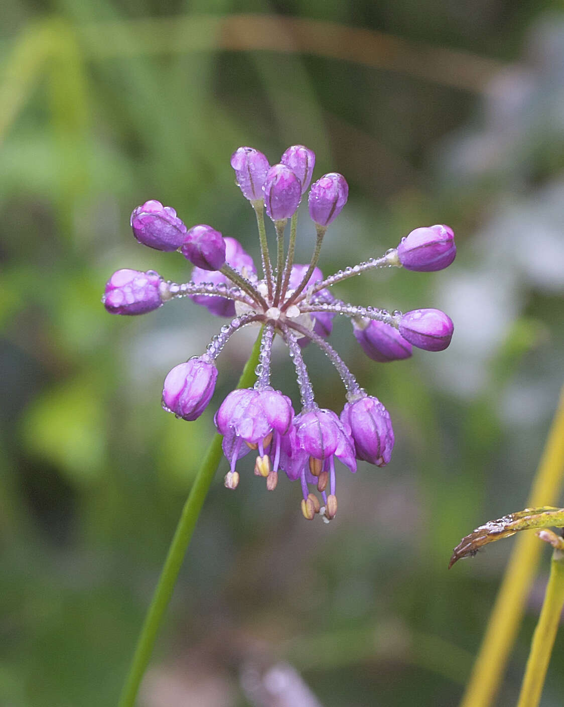 صورة Allium thunbergii G. Don