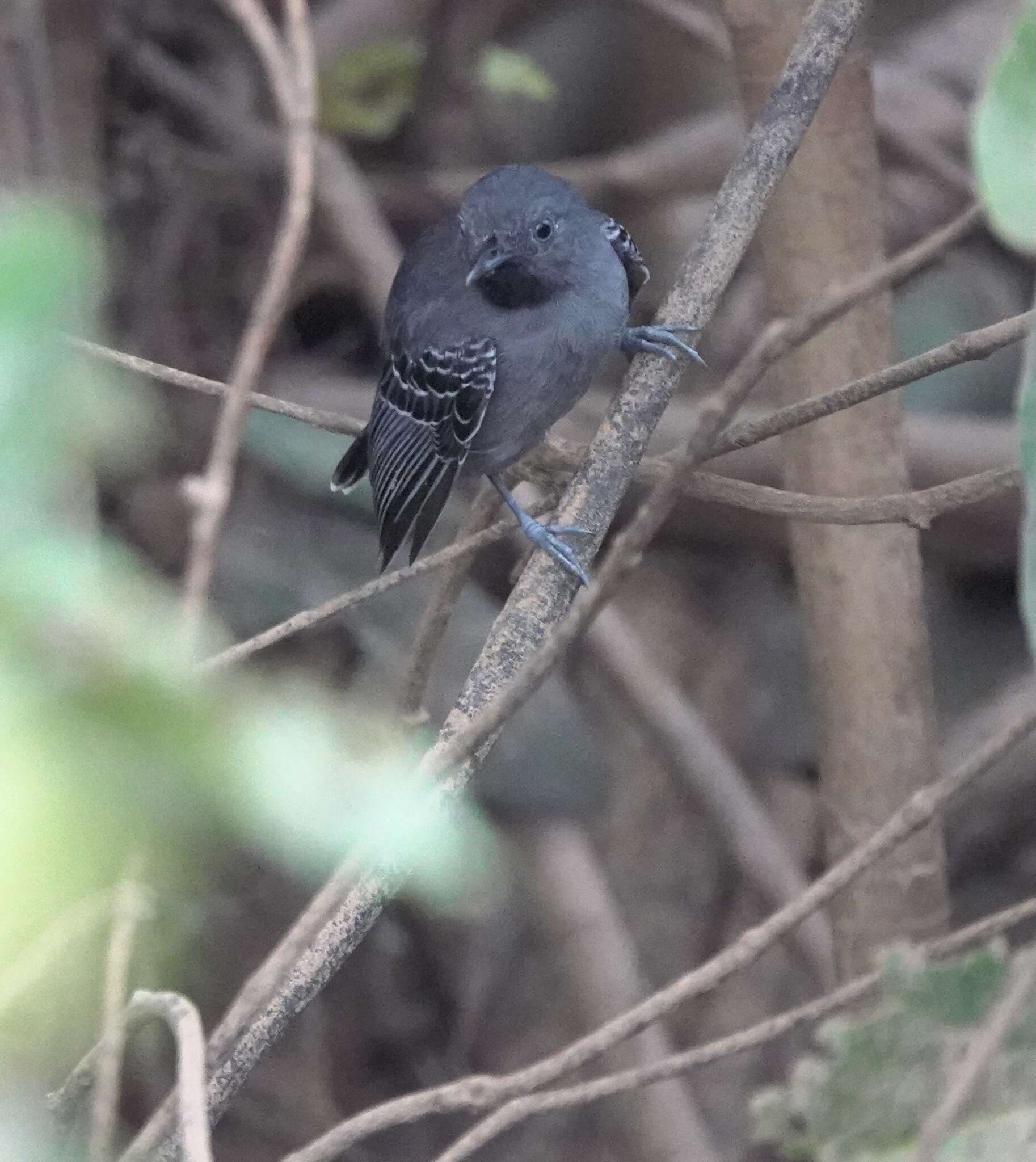 Image of Black-chined antbird