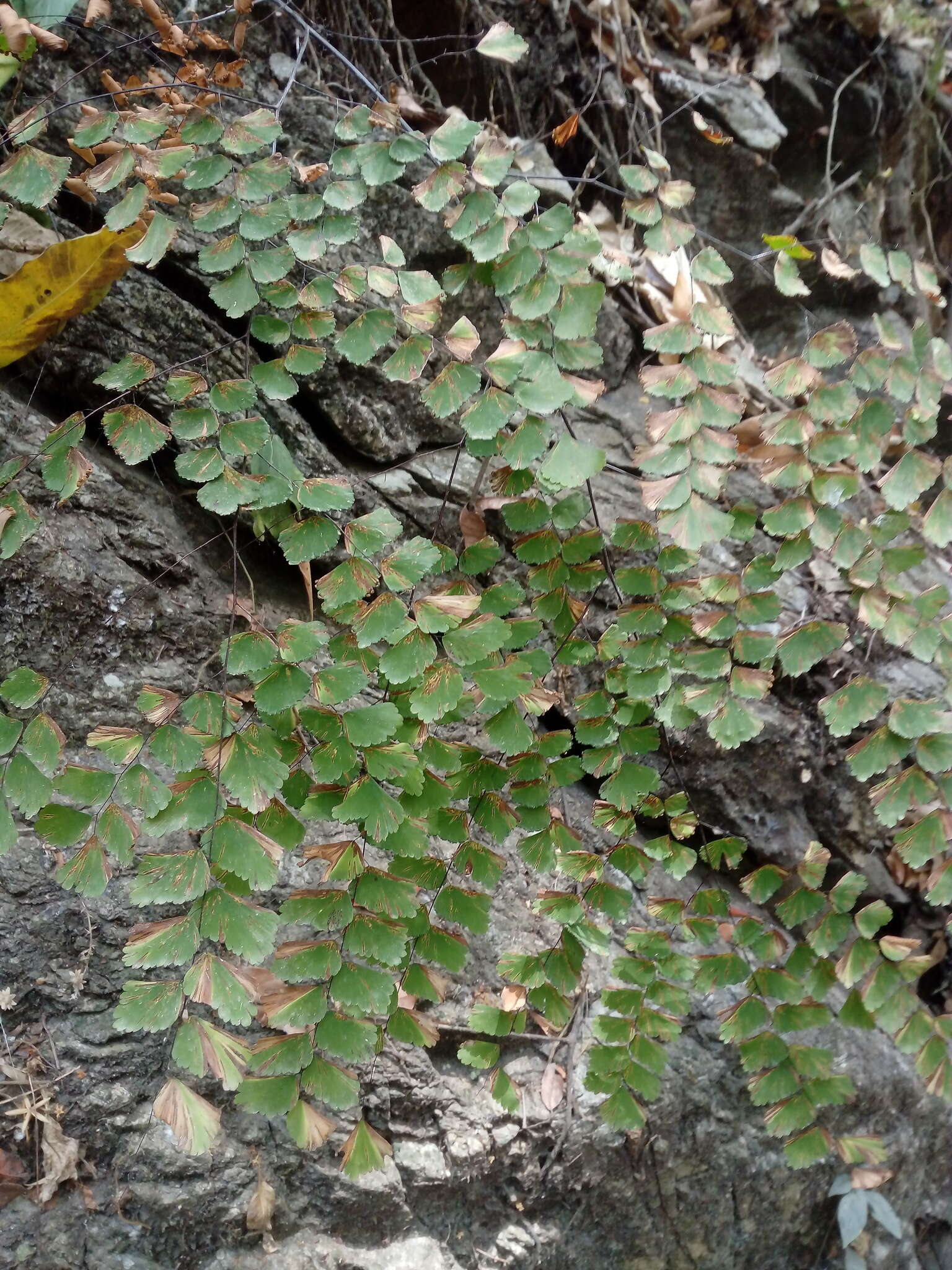 Adiantum amplum C. Presl的圖片