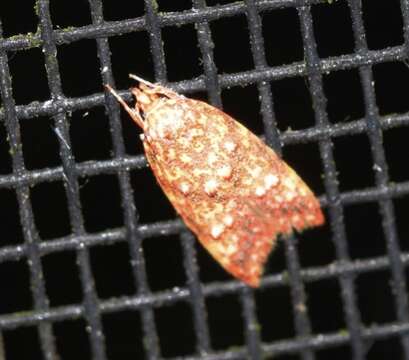 Image de Lophopepla igniferella Walker 1864