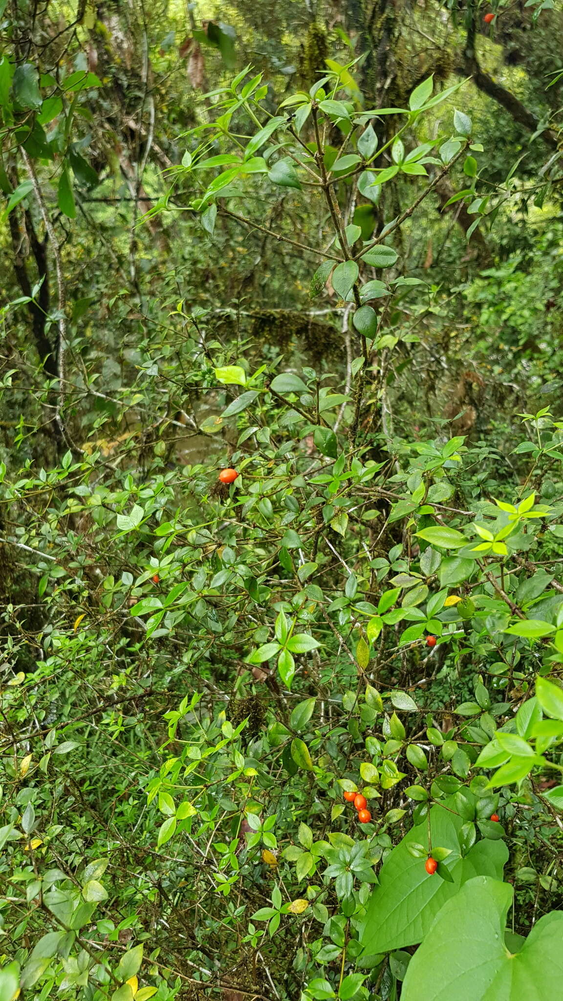 Image of Chain Fruit